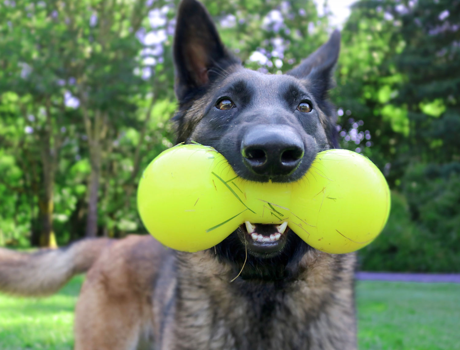 Ruff-dawg-Big-Dawg-dog2